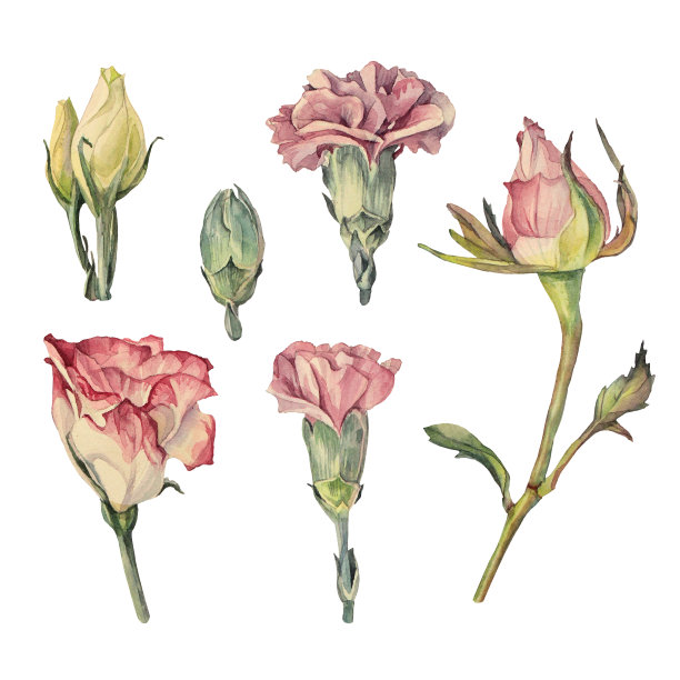设置水彩枝粉红色的玫瑰和康乃馨和绿色的叶子孤立在白色的背景。春日夏季手绘花婚，三月八日庆。明信片的剪贴画，贴纸图片下载
