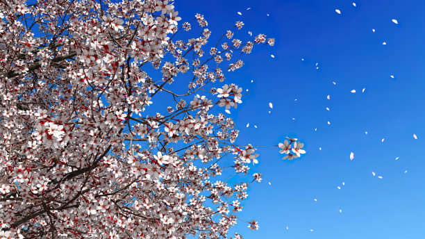 近景樱花在蓝色的天空背景上绽放图片下载