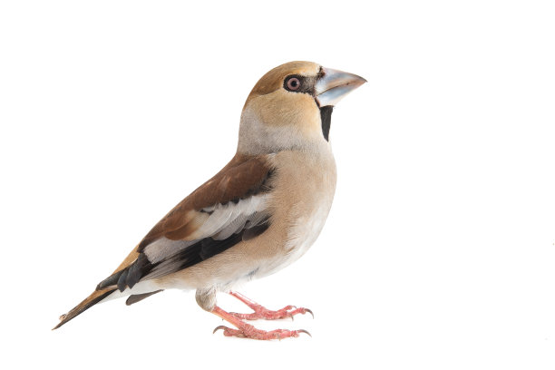 雄性鹰翅雀coccothrates, coccothrates，剪下，白色背景图片下载