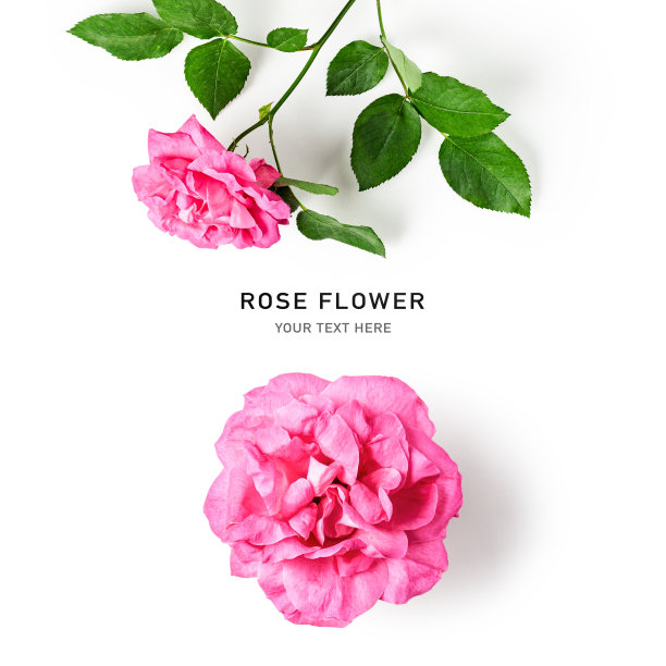 玫瑰花创意布局图片下载