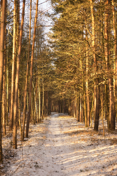 松林径黄昏图片下载