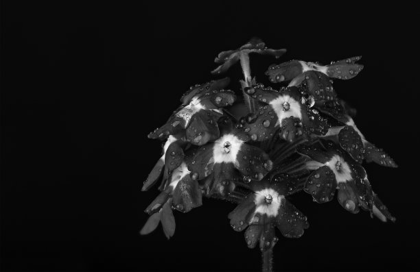 黑色背景的单色图像上的花朵。图片下载