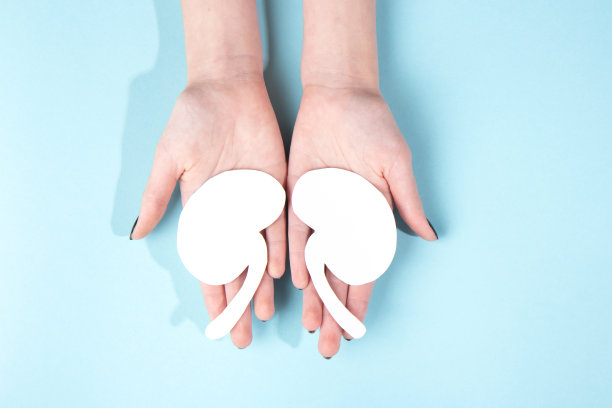 人们拿着用白纸做成的人体肾脏模型，背景是蓝色的图片下载