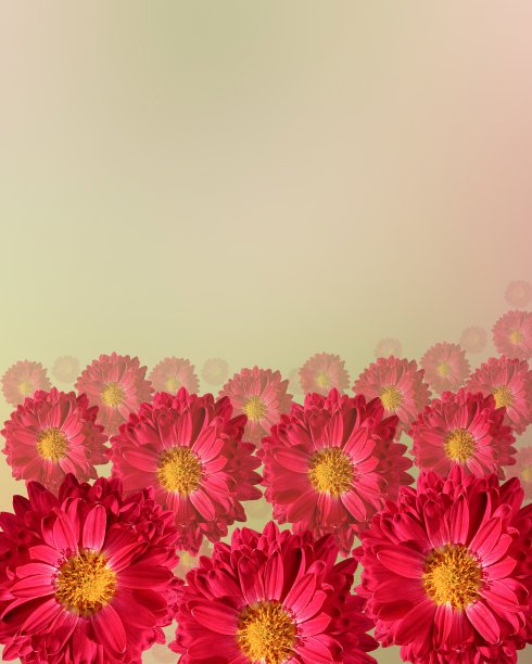 花旗图案美丽，红花正被移向远方。文本。问候背景与菊花。模糊的背景图片下载