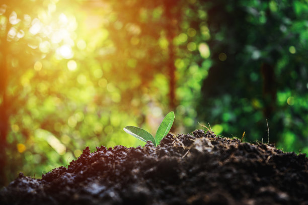 幼苗从肥沃的土壤中生长到早晨的阳光下图片下载