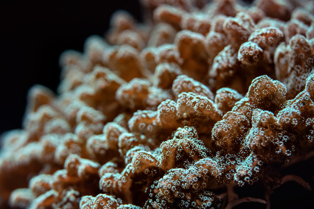 水下照片，珊瑚发出荧光的特写。摘要海洋背景图片下载