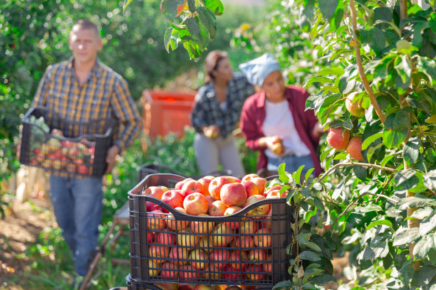 一箱苹果和工人图片下载