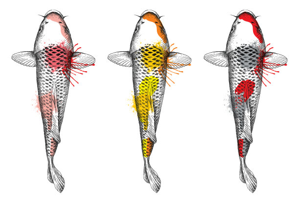 手绘一套锦缎鲤鱼草图在黑色，红色和金色孤立在白色背景上。图片下载