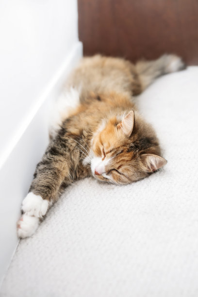 一只猫沿着墙躺在白色的地毯上睡觉。图片下载