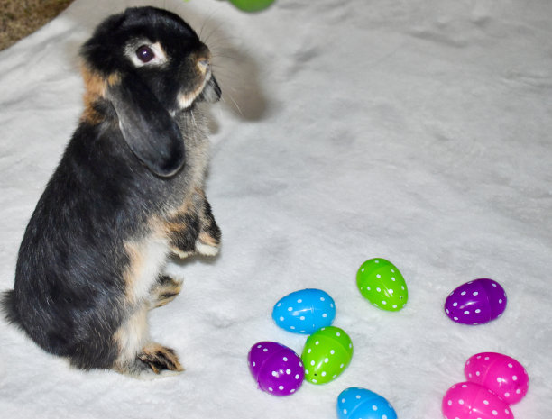 可爱可爱的复活节兔子兔子站在后腿图片下载