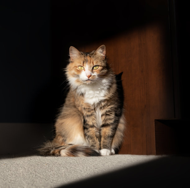 猫坐在室内的阳光下。图片下载