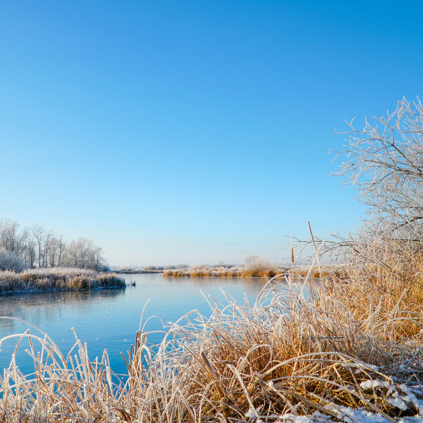 蓝色的天空覆盖着冬天结冰的小河。灌木、芦苇和树木被霜覆盖。令人难以置信的图片下载