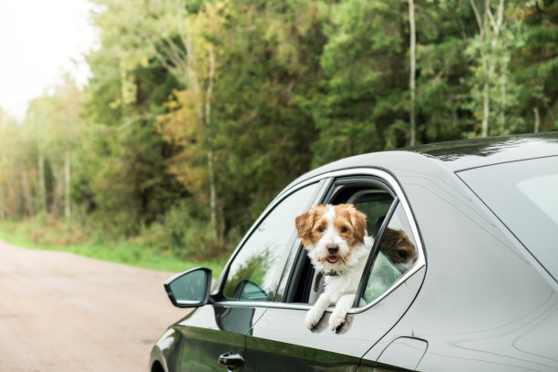 杰克罗素梗是坐汽车旅行的。图片下载