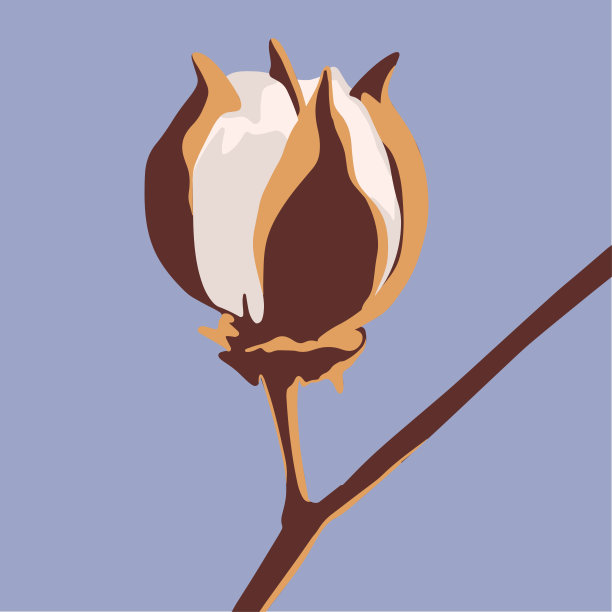 棉花花植物，绒毛球。手绘矢量插图在平坦的风格。柔和的颜色图片下载