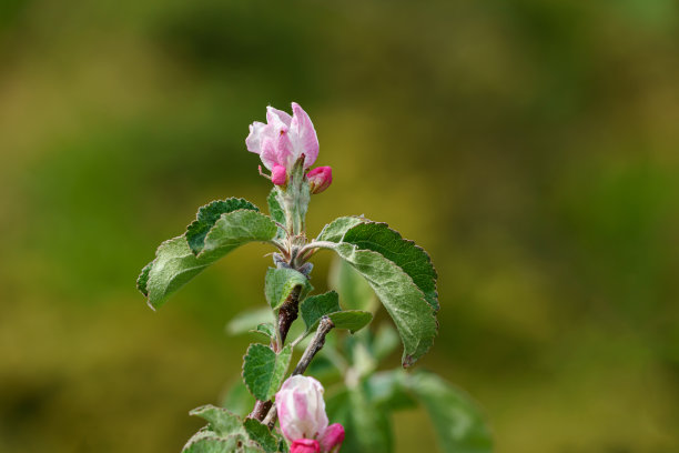 这是一张山楂树上的一朵花和两个花蕾的特写照片。图片下载