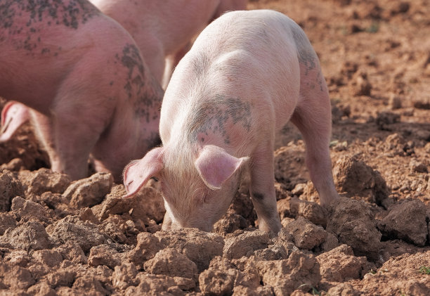 一群小猪在泥土中寻找食物图片下载