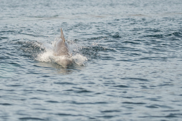 阿曼穆桑达姆哈赛卜海湾的海豚图片下载