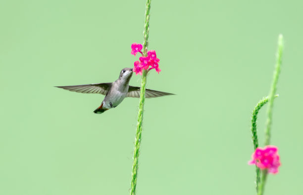 简单的照片，蜂鸟在一个粉红色的花与绿色的背景。图片下载