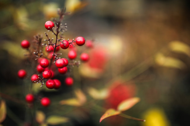 花瓣和植物背景图片下载