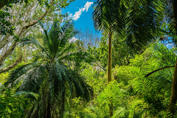 桑给巴尔乔萨尼雨林。Jozani-Chwaka湾保护区，坦桑尼亚，非洲图片下载