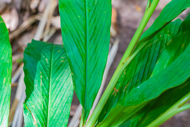 红姜，紫花高山菇的叶子紧贴着图片下载