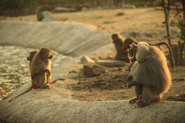 动物园里，狒狒和小猴子在湖边玩耍图片下载
