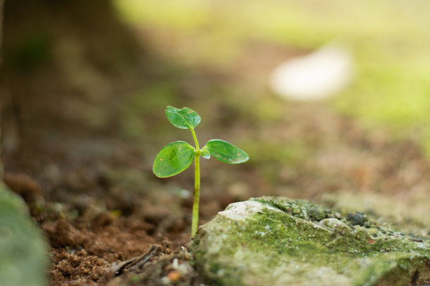 《创世纪》图片下载