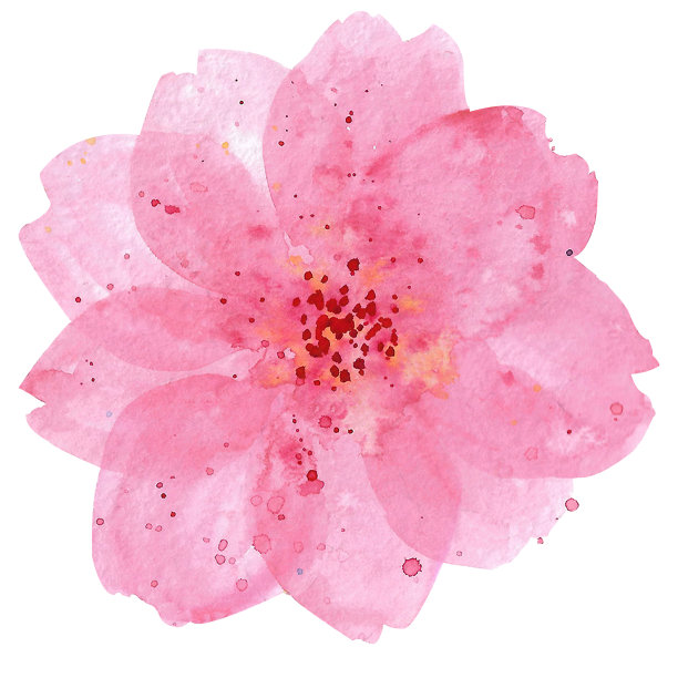 樱花的花。粉红色的水彩樱花盛开图片下载