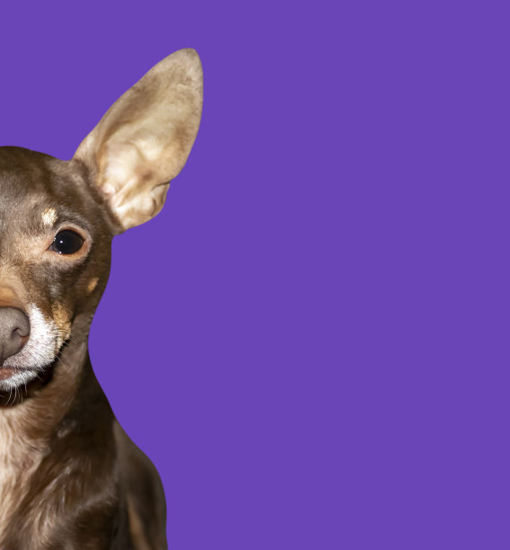 棕色的吉娃娃。美丽的吉娃娃狗。动物肖像，紫色背景的时尚照片。图片下载