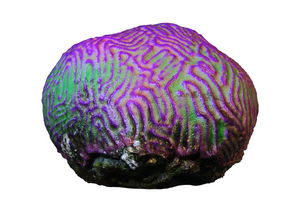 3D渲染珊瑚上的白色图片下载