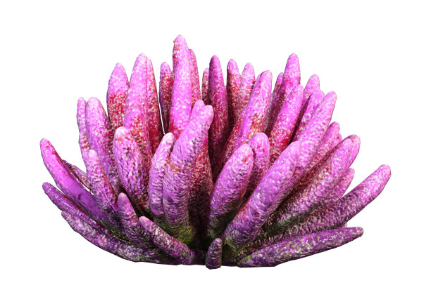 3D渲染珊瑚上的白色图片下载