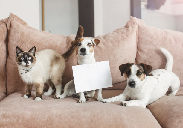 可爱的狗和猫在家里的空白卡片图片下载