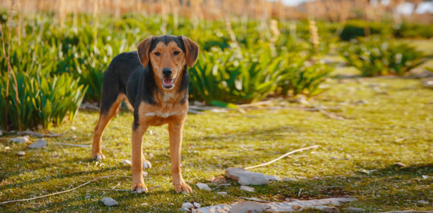 走进橄榄园，收获准备生产特级初榨橄榄油图片下载