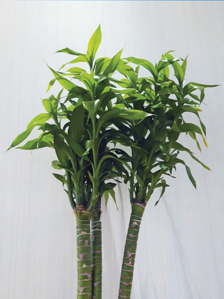 幸运竹在白色背景上的幸运竹叶子的特写。三根装饰竹藤棒。装饰，园艺和东方植物。财富、健康和幸福的植物。图片下载