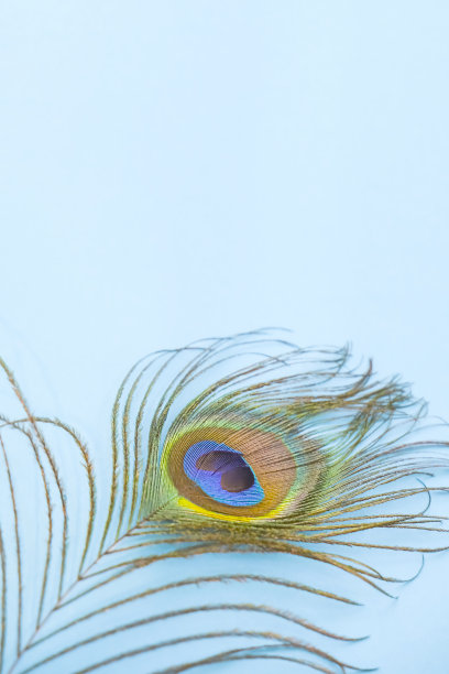 孔雀羽毛孤立在软蓝色背景上，空格为文字，垂直背景图片下载