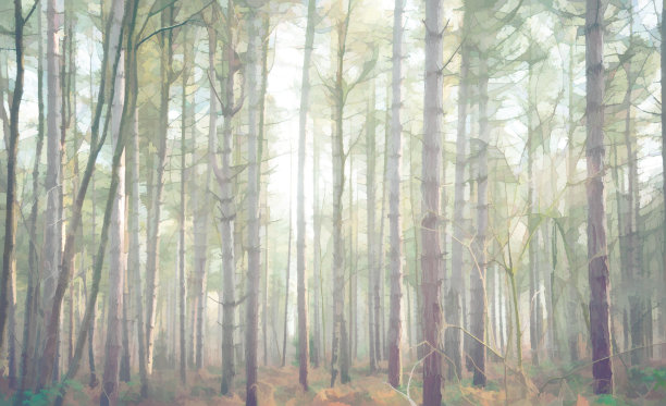 在森林里的树林里。图片下载