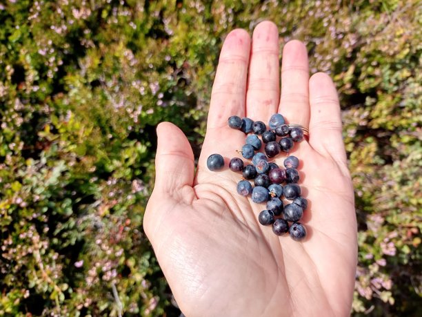 照片中的野生蓝莓是在山中采摘的蓝莓图片下载