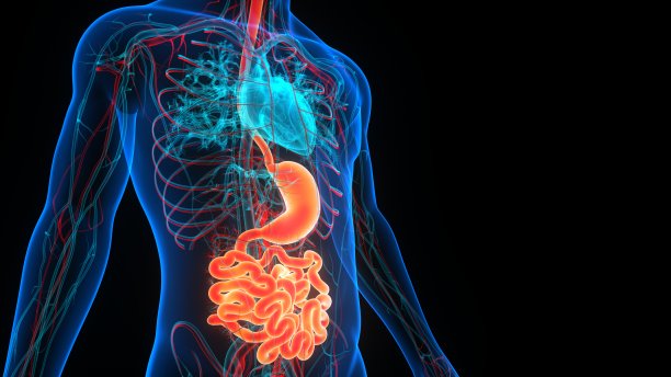 人体消化系统胃与小肠解剖图片下载