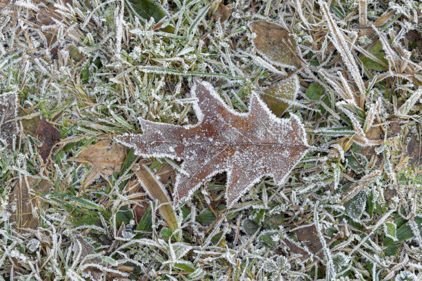 冬天的黑栎树叶子图片下载