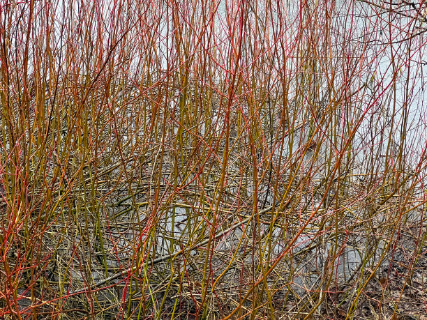在冬季，一处略微结冰的湖岸。图片下载