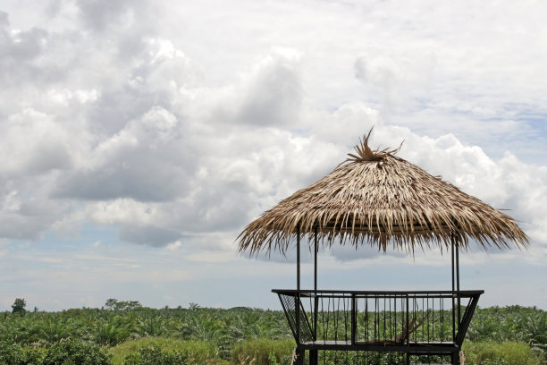 树冠上方的观景平台图片下载