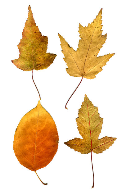 秋天的树叶集图片下载