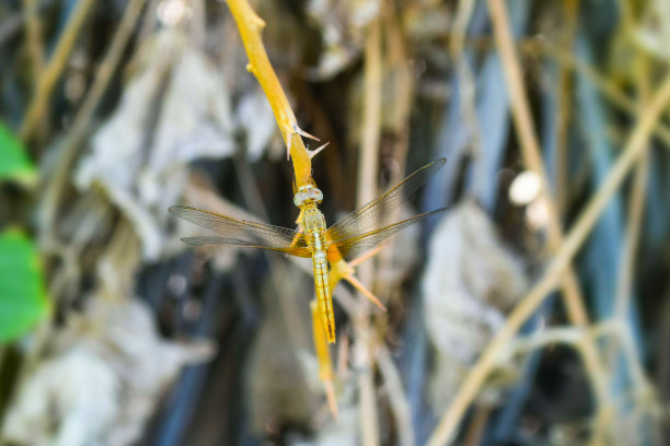 花园中绿色植物叶子上的蜻蜓，昆虫野生动物接近自然植物壁纸图片图片下载