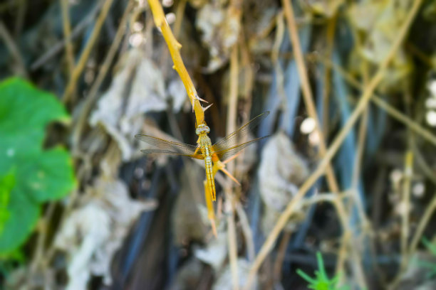 花园中绿色植物叶子上的蜻蜓，昆虫野生动物接近自然植物壁纸图片图片下载