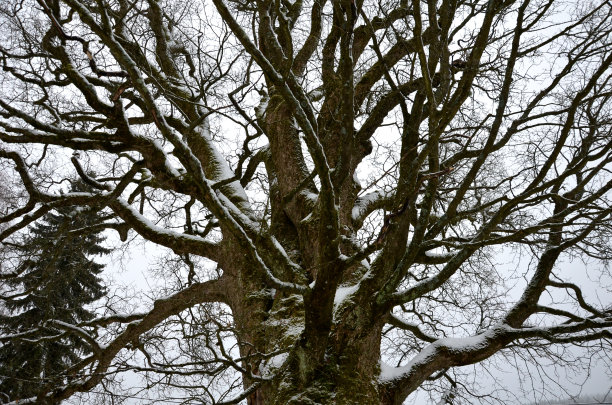 又老又壮的枫树，是这个地区最古老的。没有树叶覆雪的树冠。在山区条件下具有抵抗性图片下载