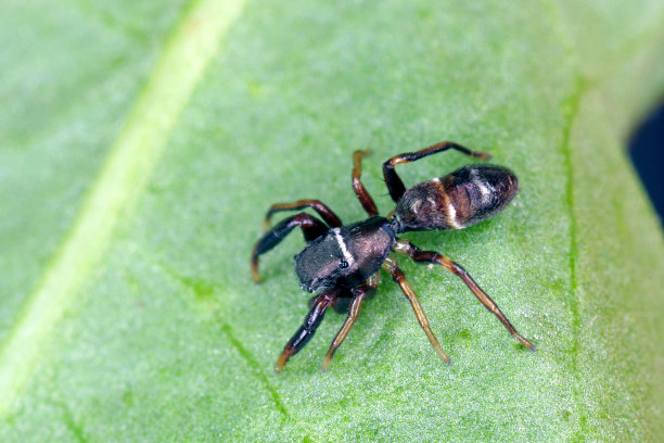 高倍放大的跳蛛超宏观图片。这是来自克罗地亚的野生蜘蛛。用宏设备拍照。图片下载