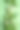 白色郁金香在浅绿色的背景上。自然清新的春花和绿叶。可爱的假期作文。花开季节平卧。俯视图，垂直照片图片下载