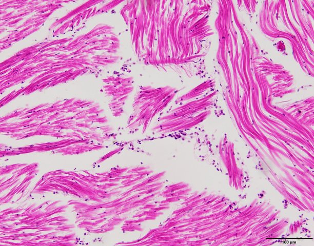 在实验室显微镜下观察动物组织标本。图片下载