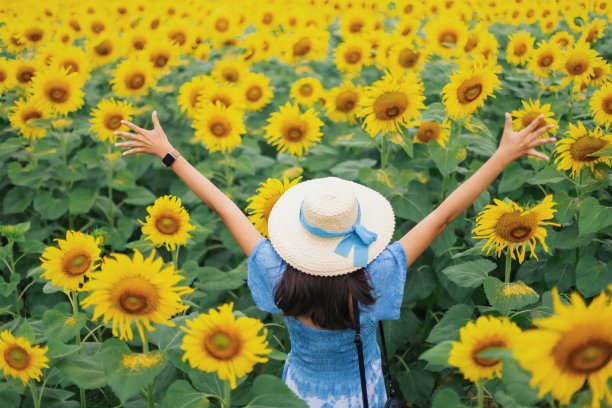 亚洲美丽的年轻女子走在向日葵田的风景背景拍照。泰国夏季旅游的概念。图片下载