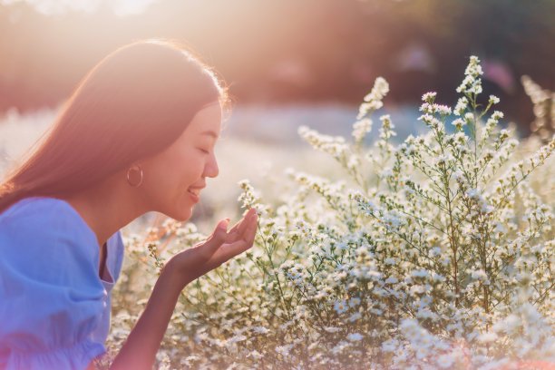 亚洲美丽的年轻女子旅行和拍摄照片在白色的花田风景背景。泰国夏季旅游的概念。图片下载